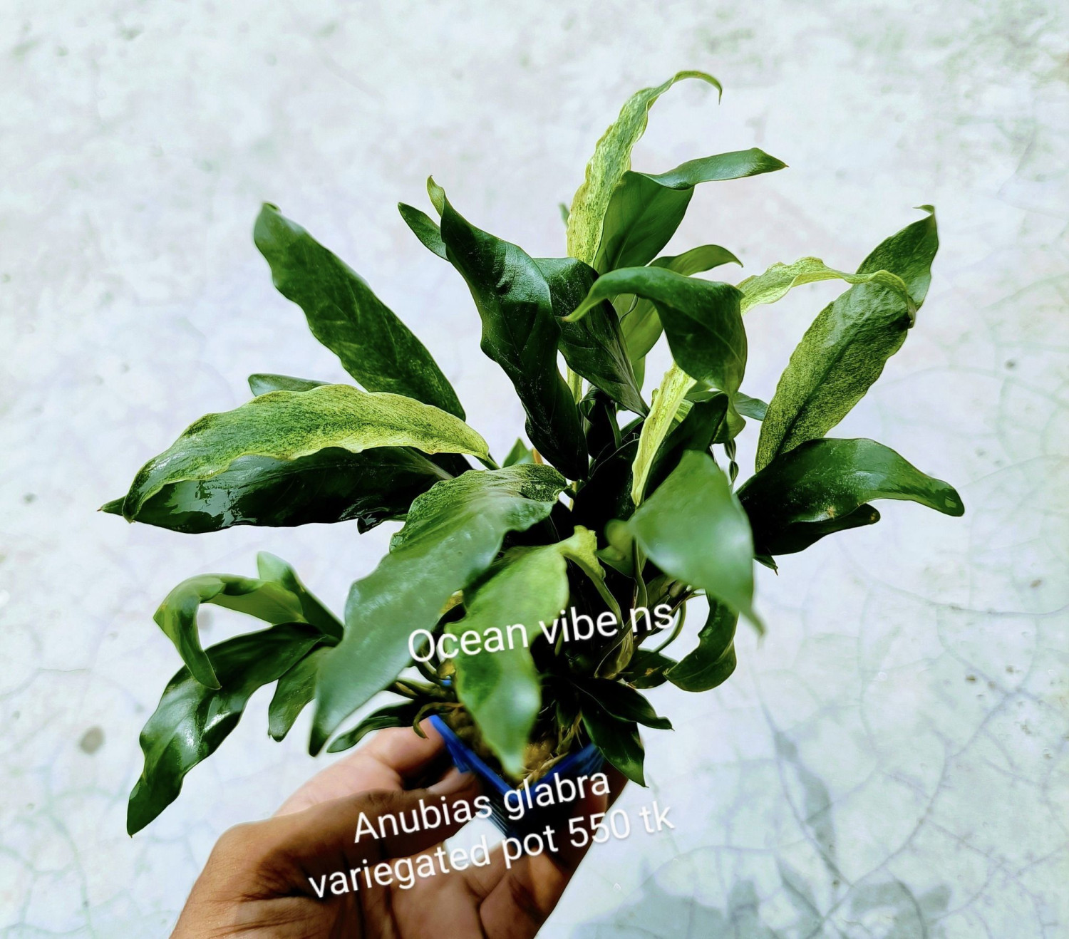 Anubias glabra Verigated