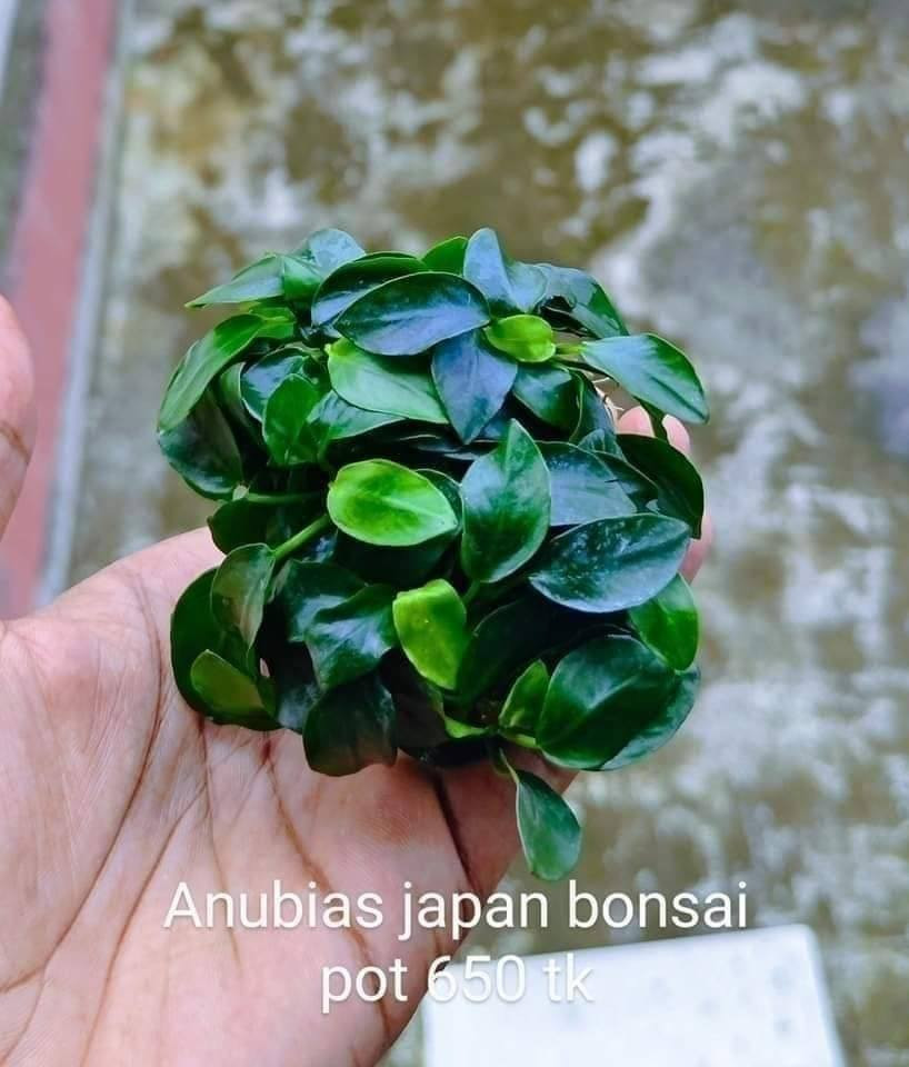 Anubias Japan Bonsai