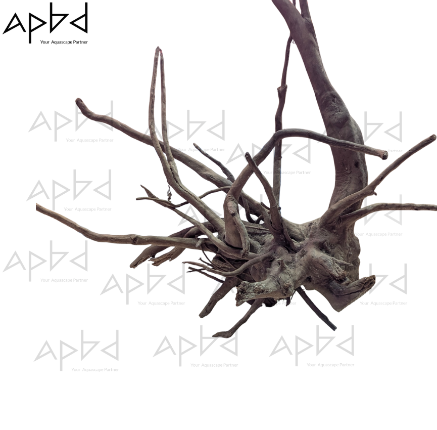 Natural Spider Wood & Bog Wood - Cheapest Price in Bangladesh spider wood / bogwood