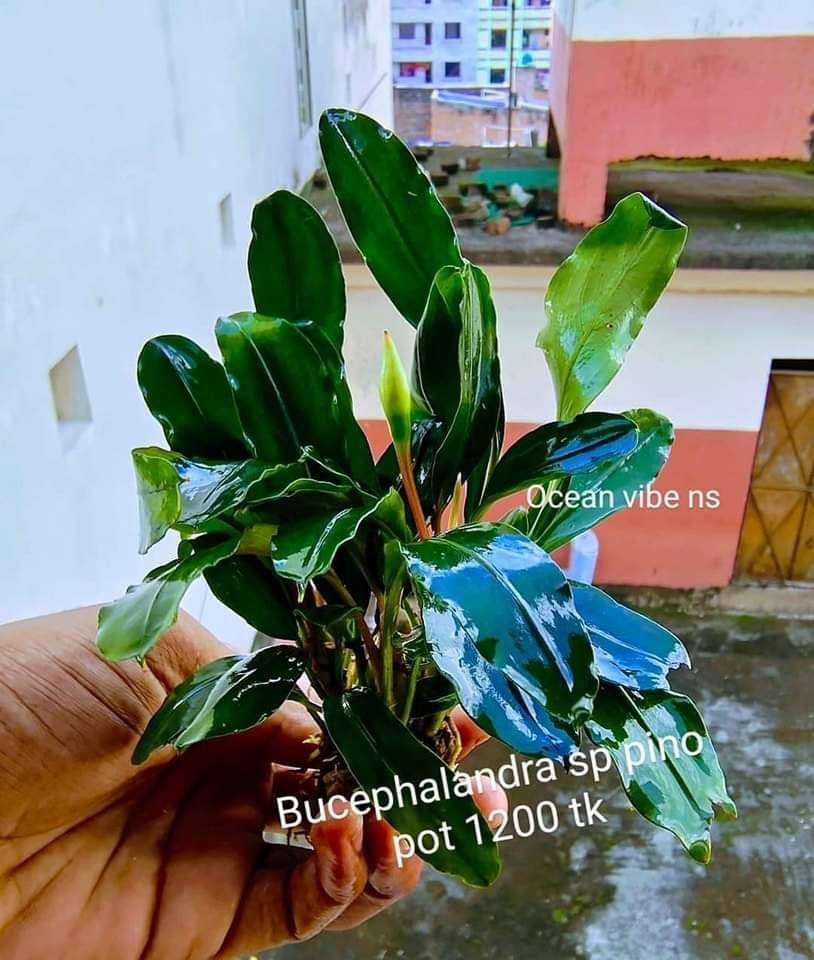 Bucephalandra SP Pino
